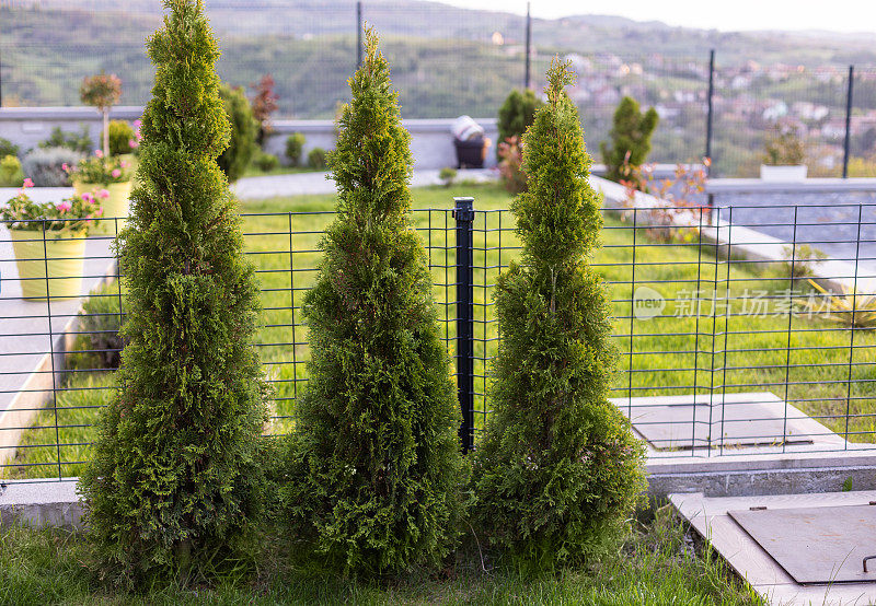 Thuja Smaragd in Row